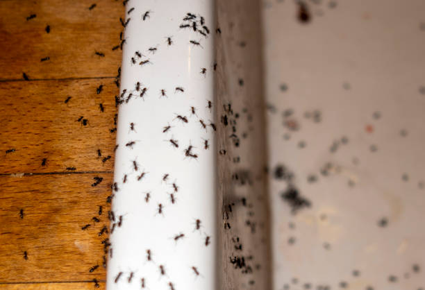 Best Wildlife Control Services  in Browns Mills, NJ