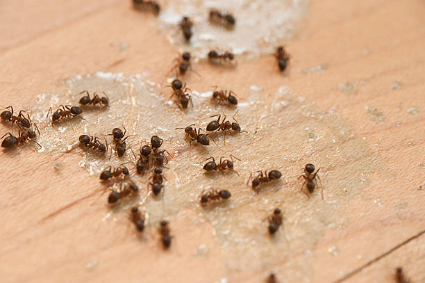 Flea Control Services in Browns Mills, NJ