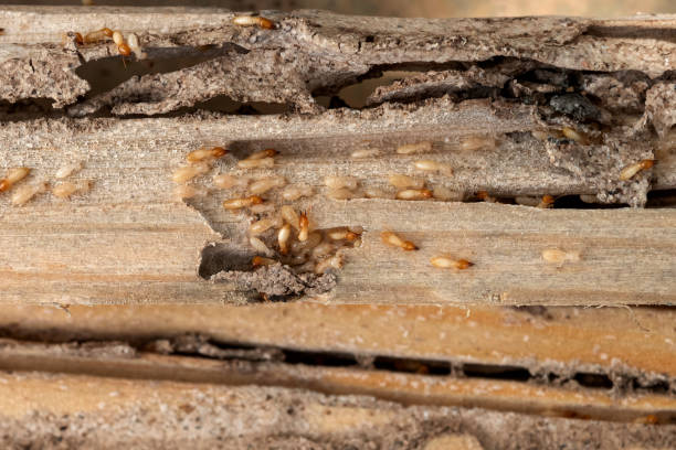 Best Pest Control for Restaurants  in Browns Mills, NJ